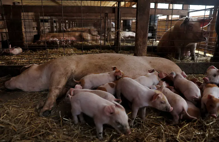 2023-08-02T110209Z-1879227649-RC2PB2A7XKZO-RTRMADP-3-USA-MEAT-REGULATION