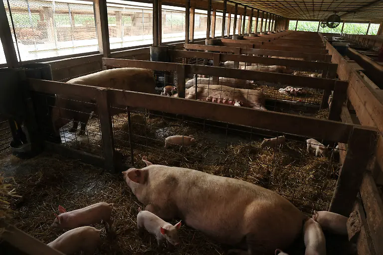 2023-08-02T110202Z-800540952-RC2QB2ALEXU1-RTRMADP-3-USA-MEAT-REGULATION