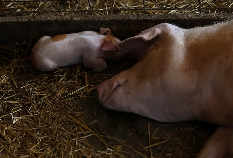 2023-08-02T110207Z-1908502614-RC2QB2AIUI95-RTRMADP-3-USA-MEAT-REGULATION