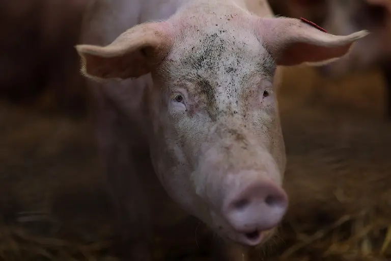 2023-08-02T110234Z-274754598-RC2PB2AUZ9FZ-RTRMADP-3-USA-MEAT-REGULATION