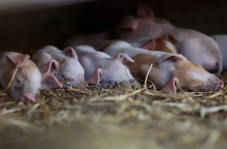 2023-08-02T110158Z-821514394-RC2QB2ABLR2L-RTRMADP-3-USA-MEAT-REGULATION