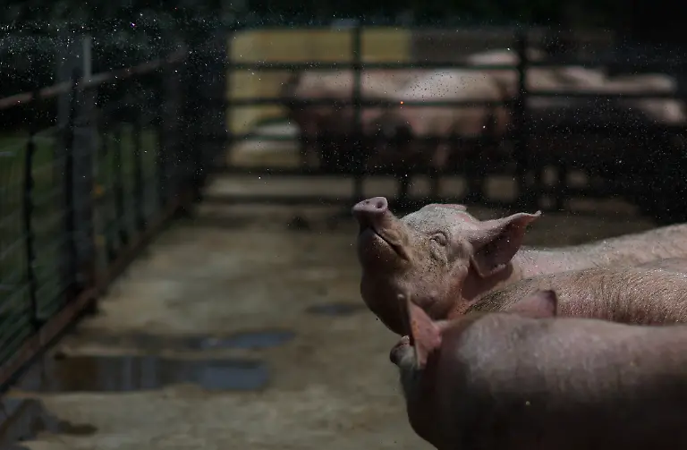 2023-08-02T110151Z-651370516-RC2QB2AOZJ27-RTRMADP-3-USA-MEAT-REGULATION