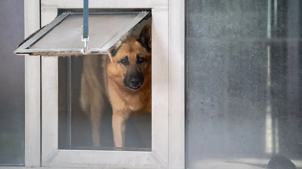 Ein-Hund-schaut-durch-eine-Luke-in-seinem-Zwinger