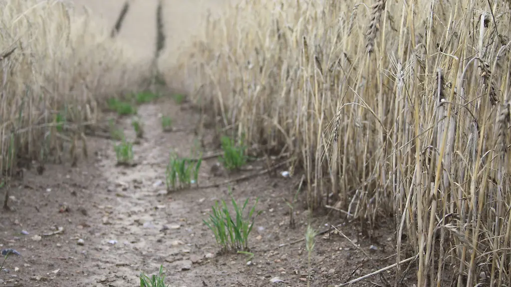 Auf-einem-Feld-in-Ascheberg-steht-nach-Regenfaellen-nasses-Getreide