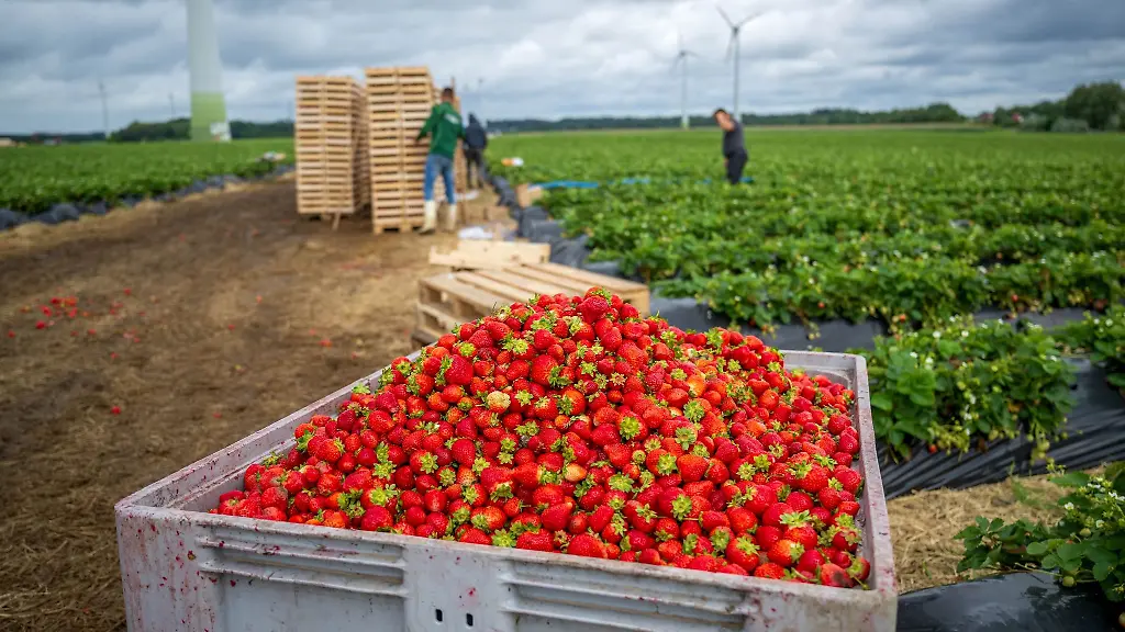 Erdbeeren-einer-remontierenden-immer-tragenden-Sorte-werden-geerntet