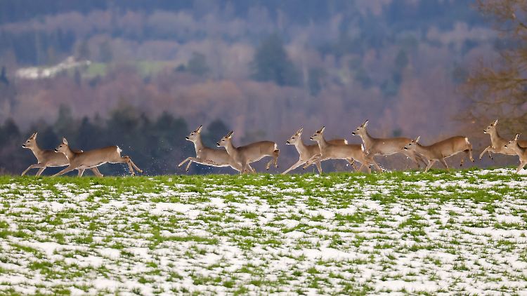 Kräftige Windböen und mildes Tauwetter erhöhen die Unsicherheiten um weiße Weihnachten.