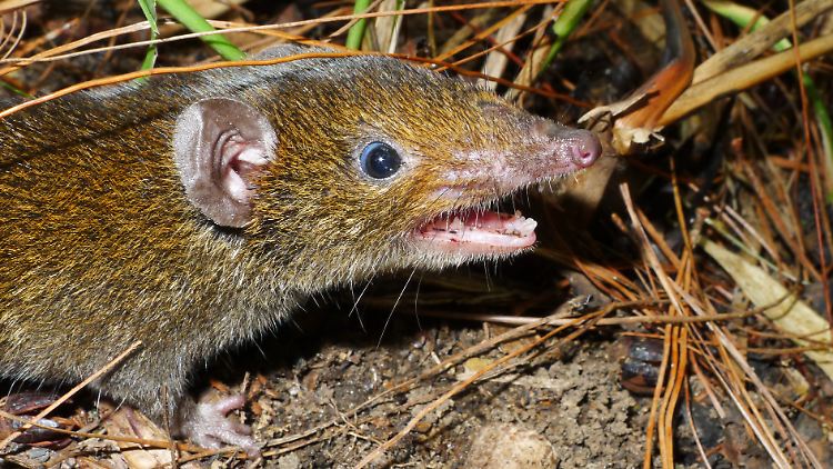 Das Foto zeigt einen Kleinen Rattenigel (Hylomys macarong) mit weichem Fell und scharfen Reißzähnen, der nach dem vietnamesischen Wort Ma ca rong für Vampir benannt wurde.