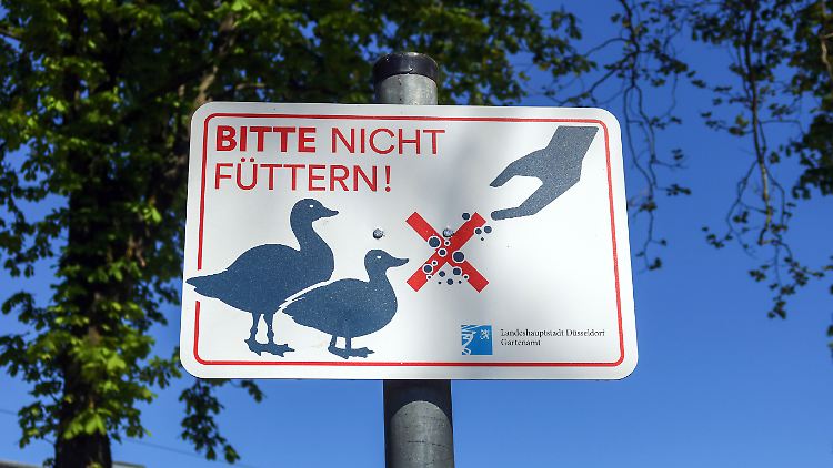 Das Füttern mit Brot tut den Vögeln nicht gut - und dem Gewässer auch nicht.