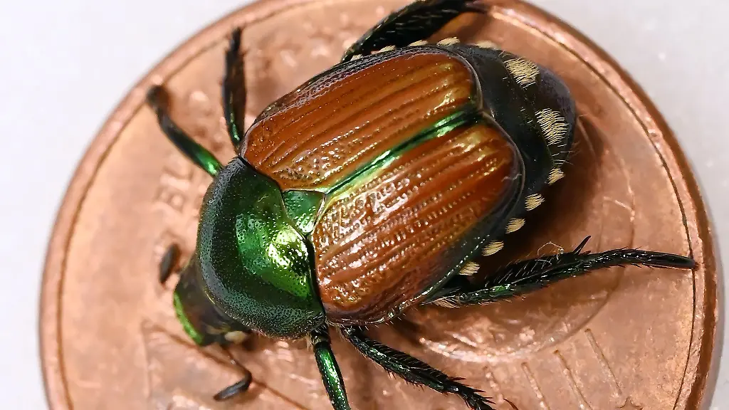 Ein-praeparierter-Japankaefer-Popillia-japonica