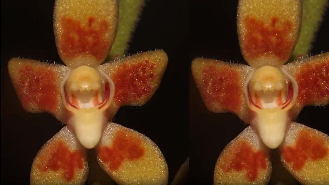 Blattlose Orchideen.JPG