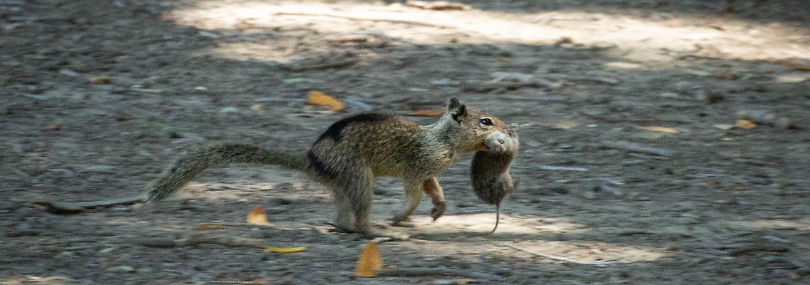 capital Z with vole-0797-min.jpg