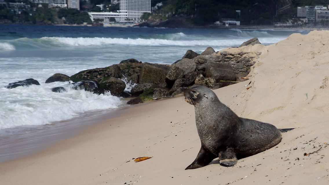 Zu dieser Jahreszeit selten in Rio zu Gast: die Pelzrobbe.