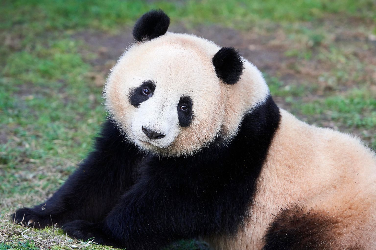 Der Große Panda ist international das Symbol für Arten- und Naturschutz, denn seit Jahrzehnten wird für den Fortbestand der Art  gekämpft. 