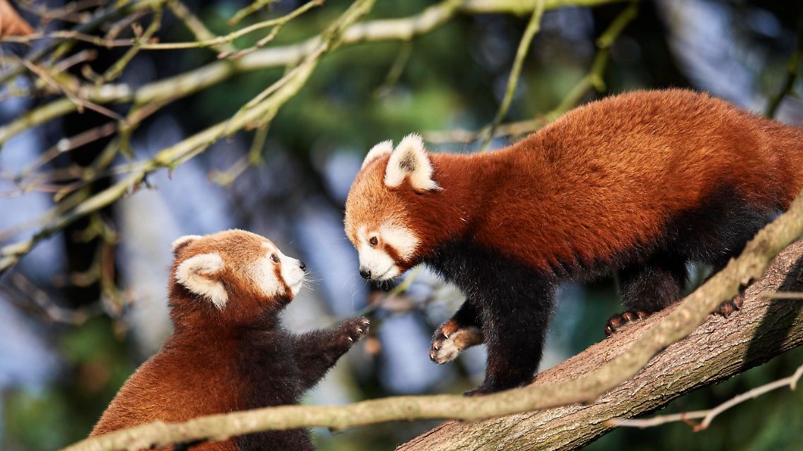 ... warum sind Wildtiere, wie der Rote Panda wichtig?