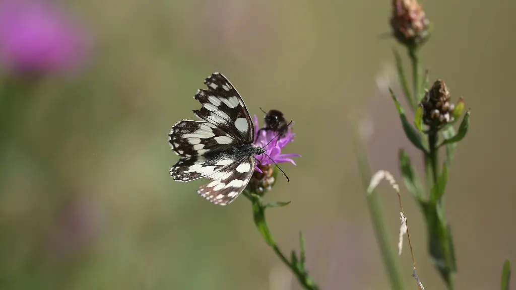 Ein-Schachbrettfalter-und-eine-Hummel-sitzen-auf-einer-Blume