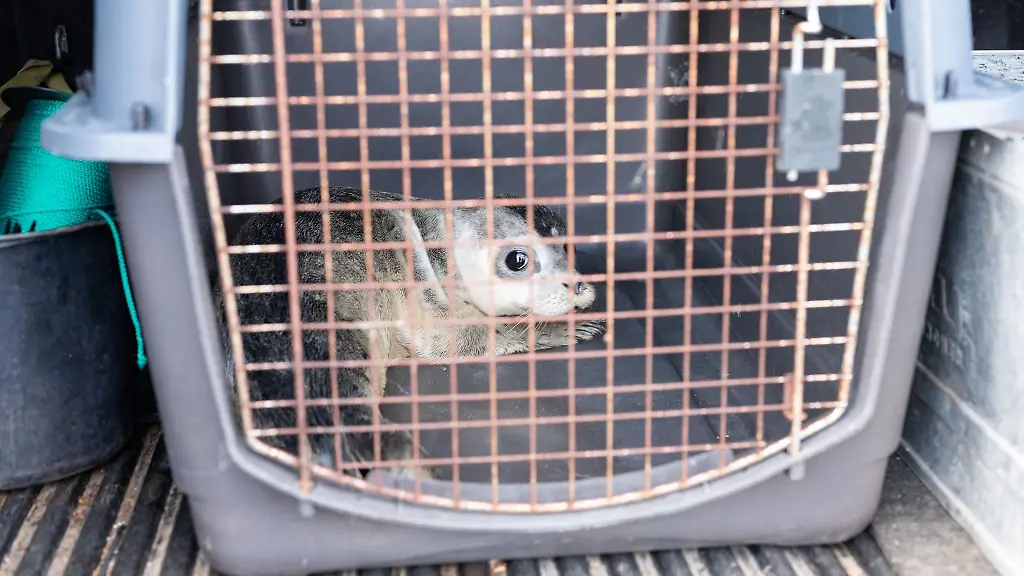 Ein-Seehund-Jungtier-liegt-in-einer-Box-im-Auto-eines-Seehundjaegers