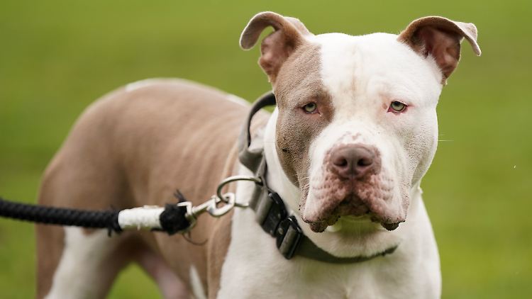 XL-Bully-Hunde sind nicht leicht als solche zu bestimmen.