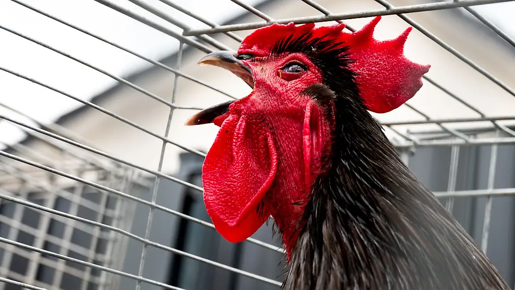 Ein-Hahn-kraeht-waehrend-eines-Haehnewettkraehens-in-einem-Kaefig