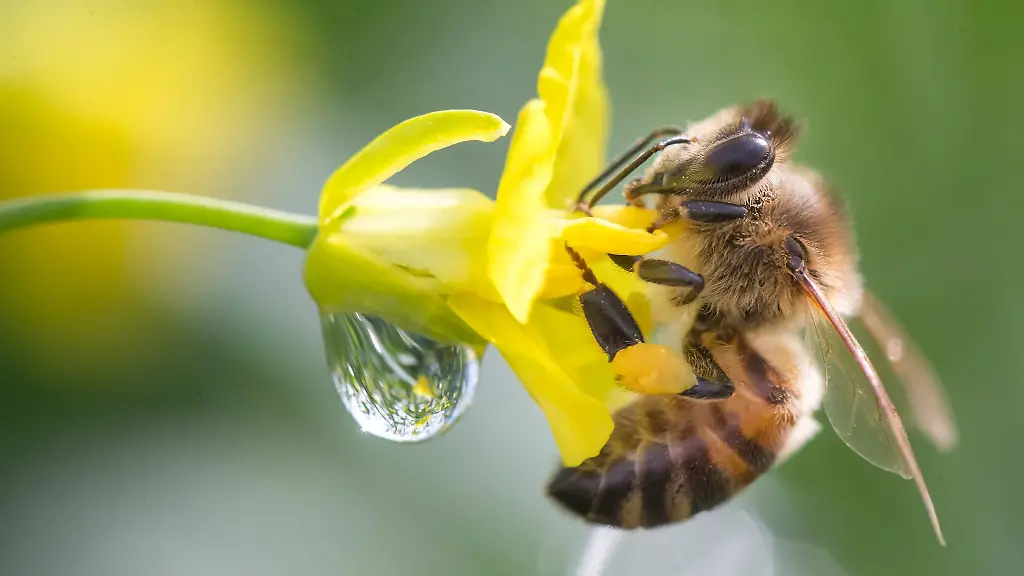 Bienen-bestaeuben-in-Dornburg-in-einem-Versuchszelt-Rapspflanzen