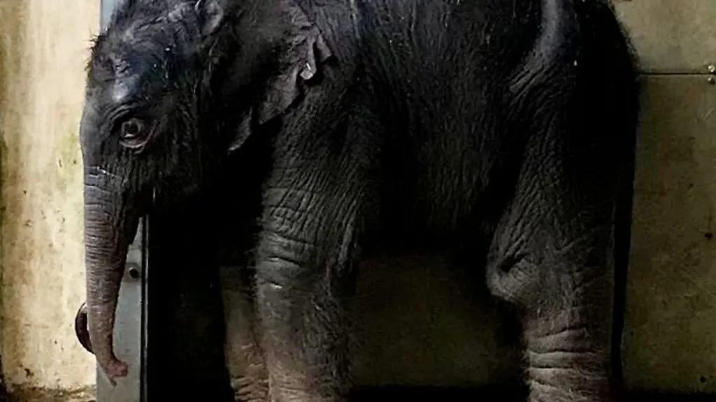 Das-neu-geborene-Elefantenbaby-steht-im-Zoo-Leipzig