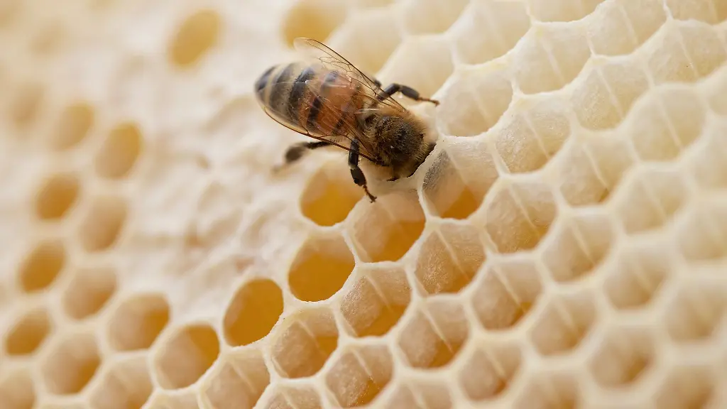 Eine-Biene-steckt-ihren-Kopf-in-den-Hohlraum-einer-Bienenwabe