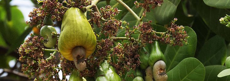 ... in den rohen Cashewsamen. Sie enthalten das Öl Cardol,  das die Schleimhäute angreift und heftige Koliken hervorrufen kann. Verbraucher und Verbraucherinnen müssen sich dennoch nicht sorgen. Denn bevor ...