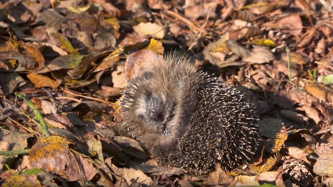 igel.jpg