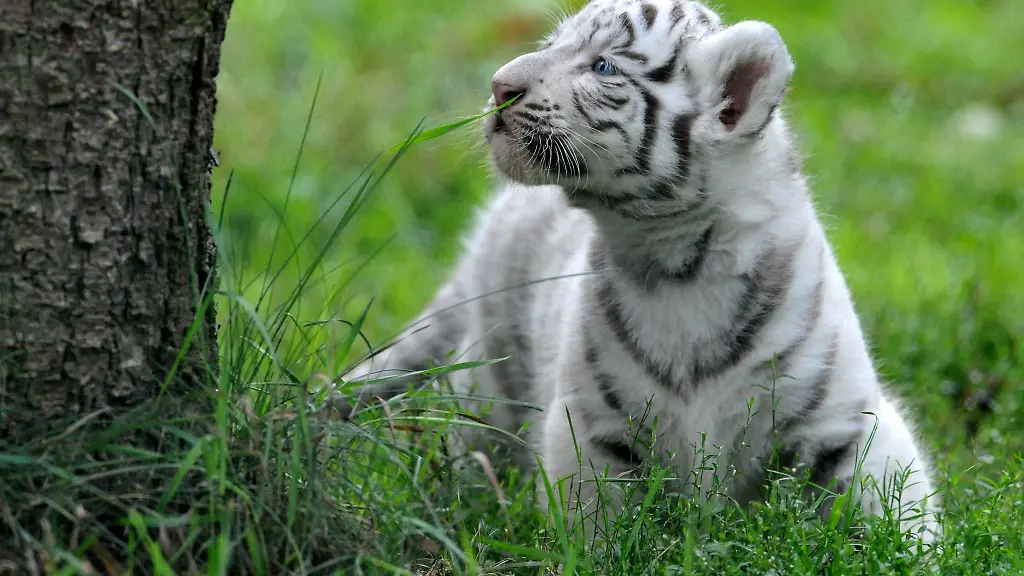 Ein-weisses-Tigerjunges-erkundet-das-Gehege