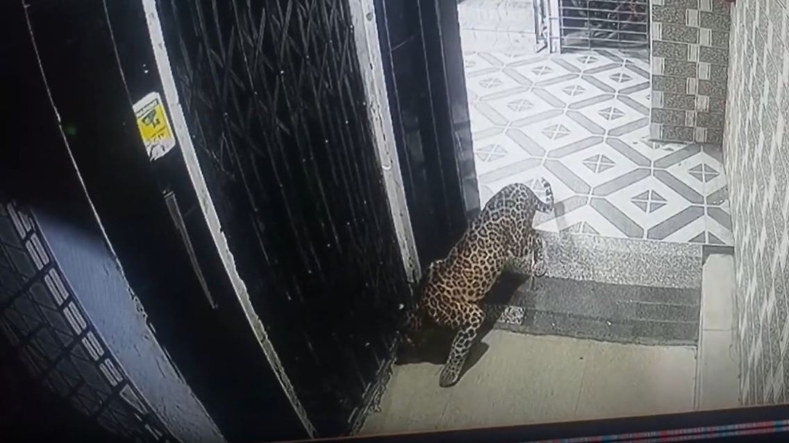 leopardindien.jpg