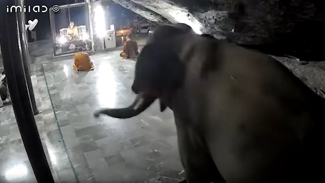 elefant .jpg