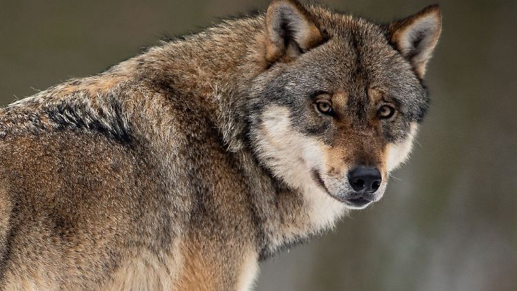 Ob die zunehmenden Angriffe auf umherziehende Wölfe oder auf in NRW ansässige Rudel zurückzuführen sind, lässt sich laut Lanuv noch nicht abschließend beurteilen.