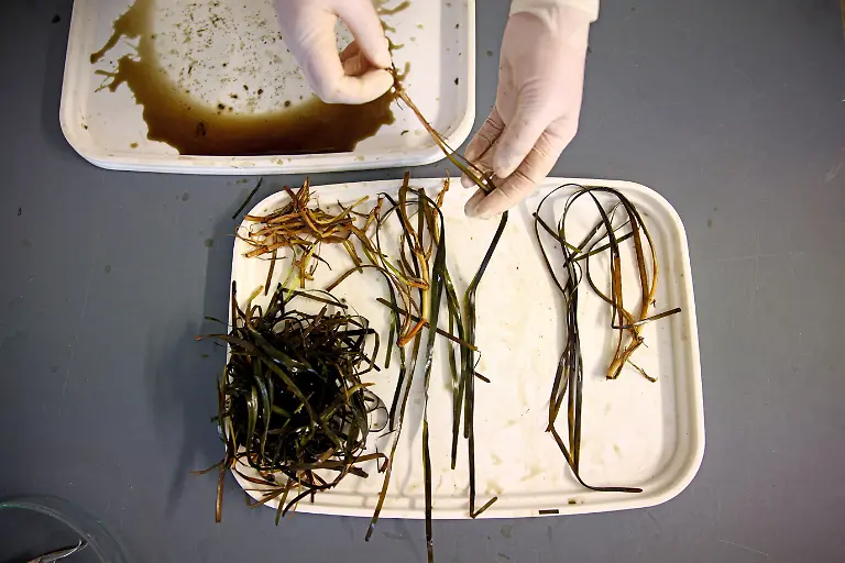 2023-07-26T100440Z-512178348-RC2ON1AT1N7F-RTRMADP-3-GERMANY-CLIMATE-SEAGRASS