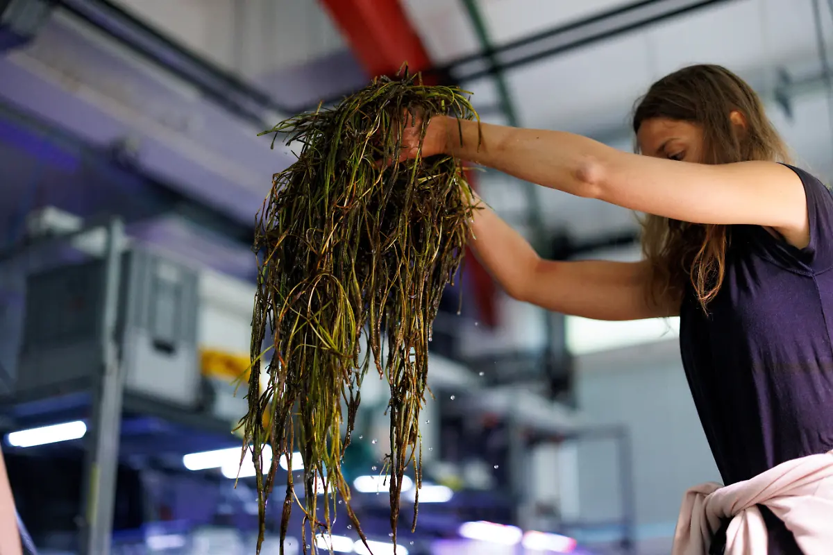 2023-07-26T100443Z-1491103132-RC2G02A9NG7M-RTRMADP-3-GERMANY-CLIMATE-SEAGRASS