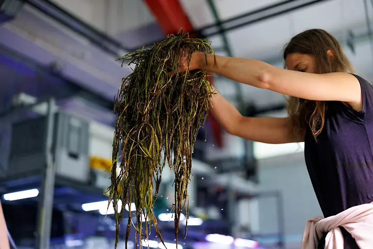 2023-07-26T100443Z-1491103132-RC2G02A9NG7M-RTRMADP-3-GERMANY-CLIMATE-SEAGRASS