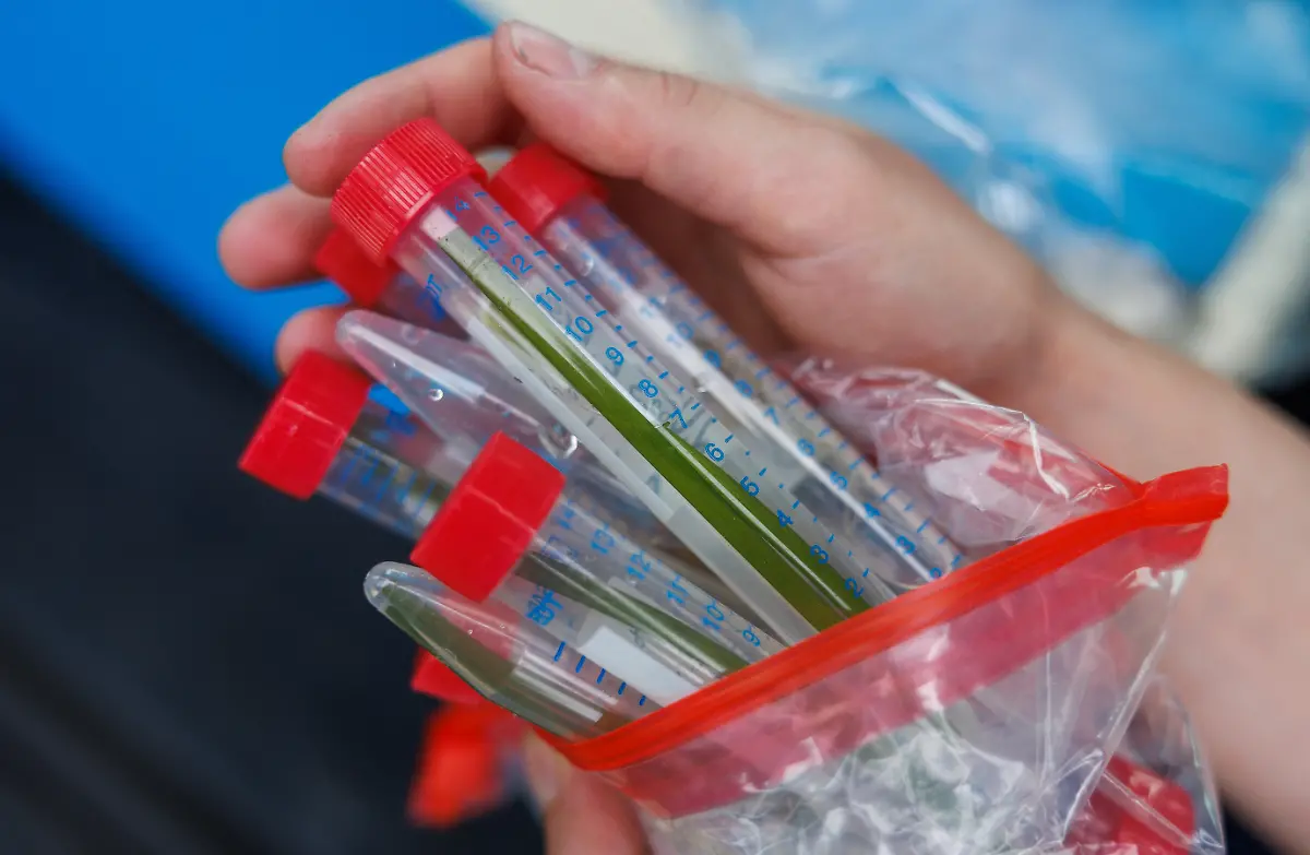 2023-07-26T100454Z-1435871984-RC21N1ABSVH6-RTRMADP-3-GERMANY-CLIMATE-SEAGRASS