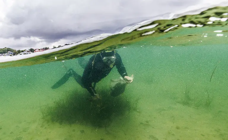2023-07-26T100507Z-903483292-RC2B02A8UG4P-RTRMADP-3-GERMANY-CLIMATE-SEAGRASS