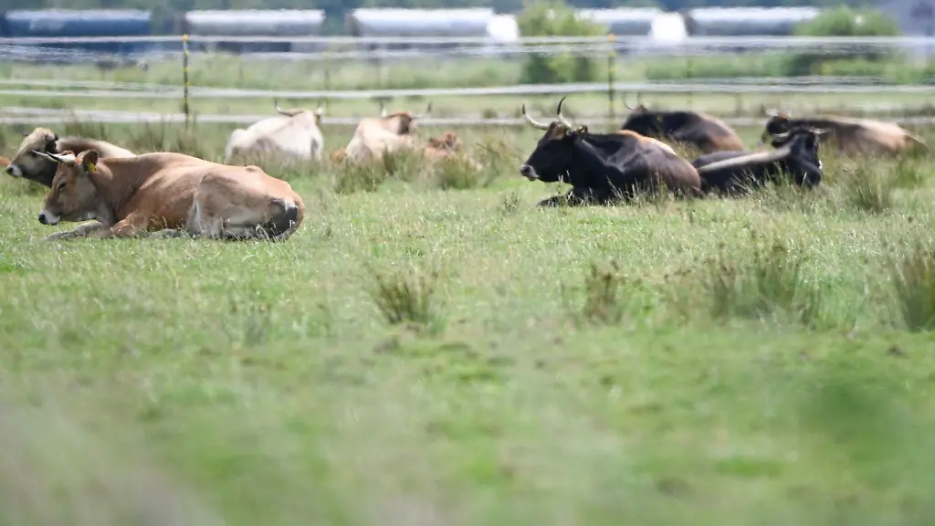 Heckrinder-liegen-auf-einer-Weide