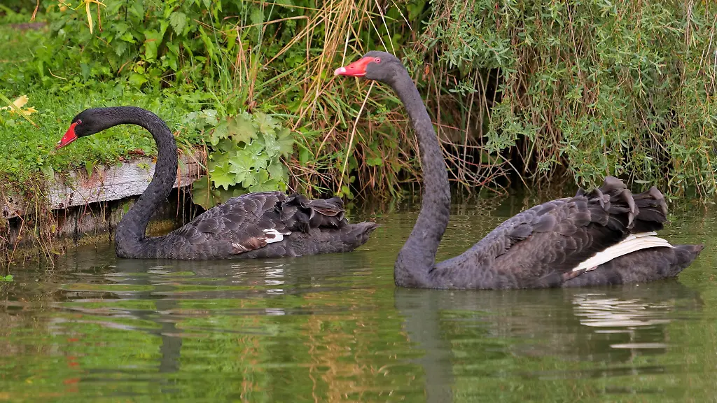 Die-zwei-Trauerschwaene-Albert-und-Victoria-schwimmen-nach-ihrer-Aussetzung-auf-den-Osterbergseen-in-Bad-Gandersheim