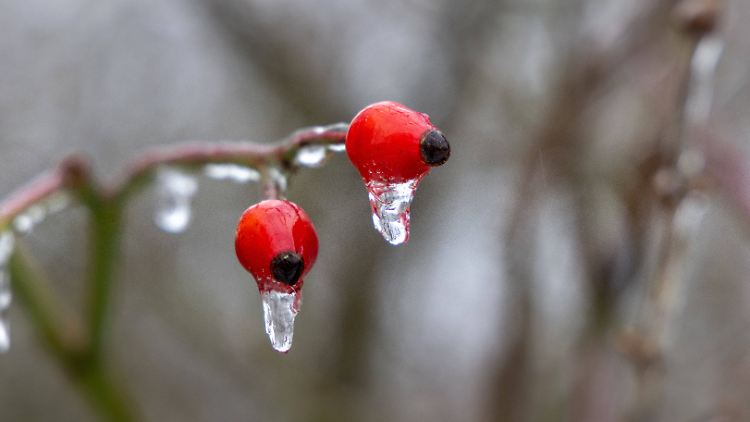 Ab der Wochenmitte wird es wieder knackig kalt.