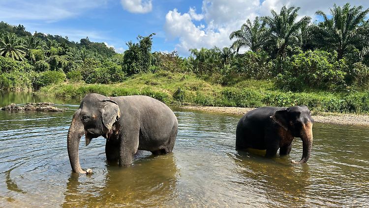 Zwei Elefanten stehen in einem Fluss im Khao Sok Nationalpark im Süden von Thailand.