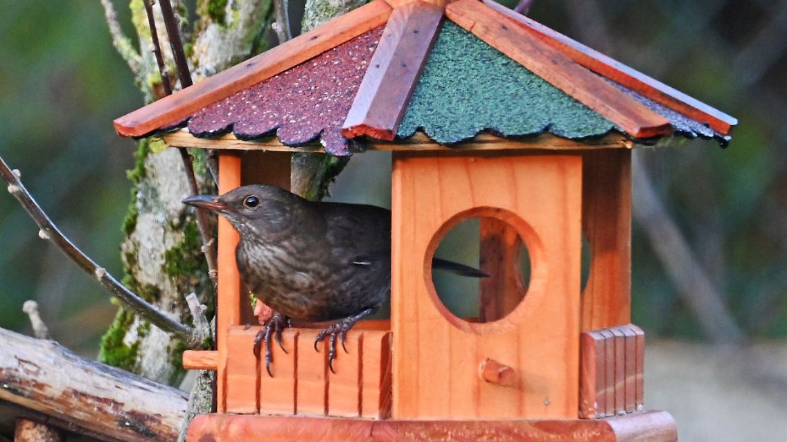 Hier hätte man eine Amsel.