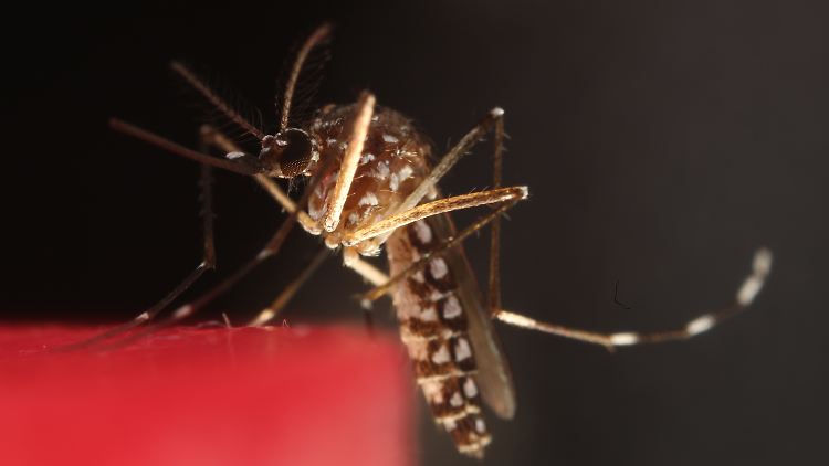 Die Gelbfiebermücke überträgt ihrem Namen entsprechend nicht nur Gelbfieber, sondern auch Dengue, Zika und einige andere Viren.