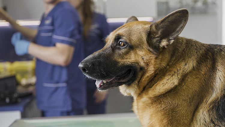 Die Symptome bei betroffenen Hunden verschwinden meist nach einigen Tagen bis Wochen.