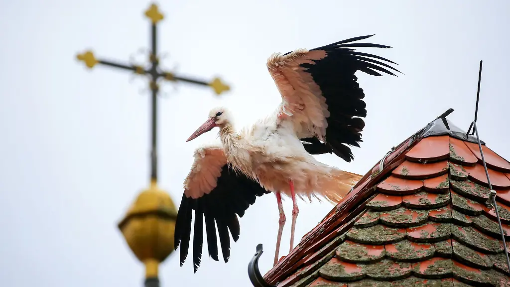 Ein-Jungstorch-macht-auf-dem-Dach-einer-Kirche-erste-Flugversuche