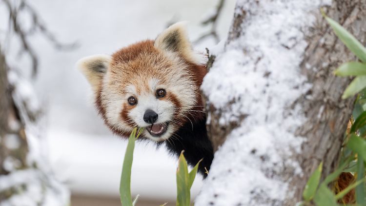 Die Pandas erlitten "durch ihr Abenteuer keinerlei Verletzungen", sagte eine Sprecherin des Zoos.