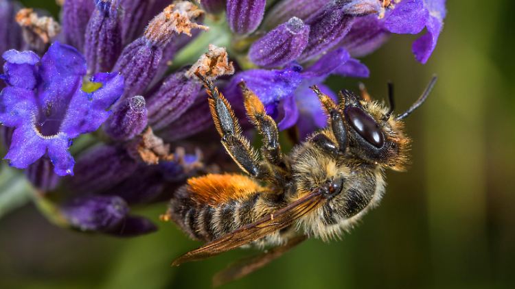 Beim naturnahen Gärtnern geht es darum, im Einklang mit der Natur zu arbeiten und das ökologische Gleichgewicht zu bewahren.