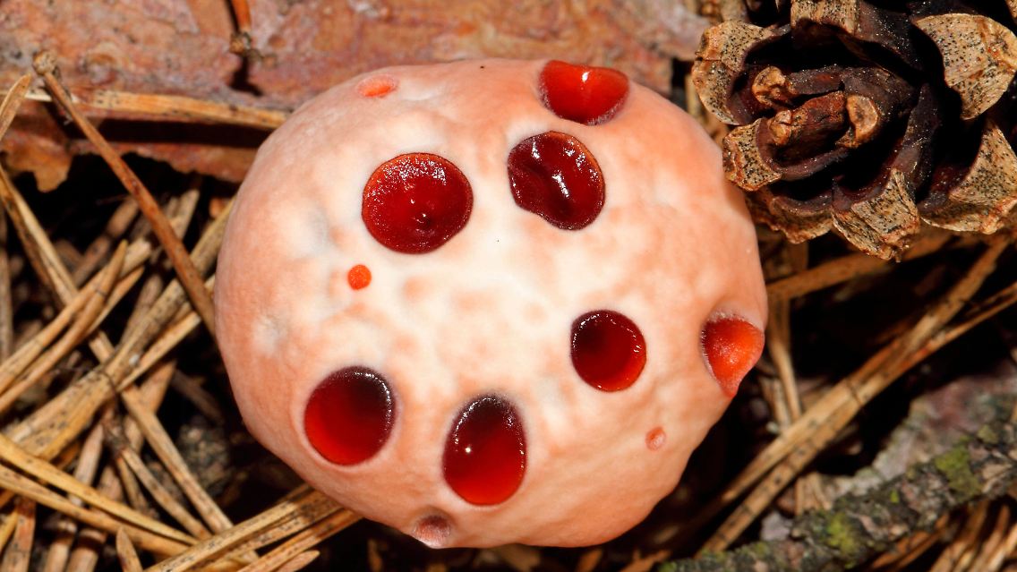 Der Blutende Korkstacheling (Hydnellum ferrugineum) sieht aus, als ob er einem blutrünstigen Mörder zum Opfer gefallen sei. Tatsächlich entstehen die rötlichen Tropfen ...
