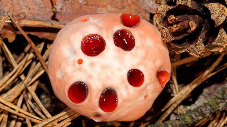 Der Blutende Korkstacheling (Hydnellum ferrugineum) sieht aus, als ob er einem blutrünstigen Mörder zum Opfer gefallen sei. Tatsächlich entstehen die rötlichen Tropfen ...