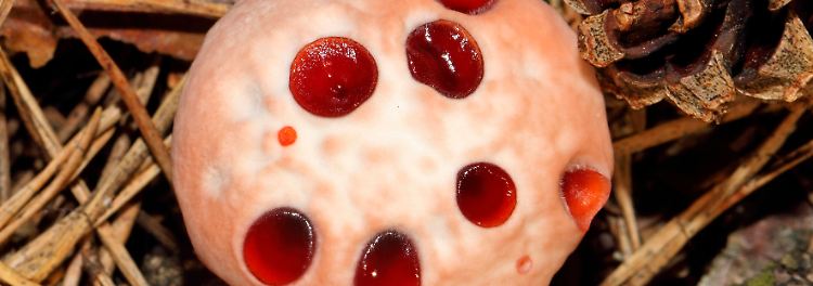 Der Blutende Korkstacheling (Hydnellum ferrugineum) sieht aus, als ob er einem blutrünstigen Mörder zum Opfer gefallen sei. Tatsächlich entstehen die rötlichen Tropfen ...