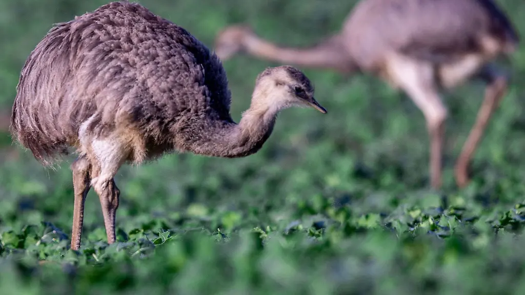 Zwei-wild-lebende-Nandus-gehen-bei-der-Futtersuche-durch-ein-Rapsfeld